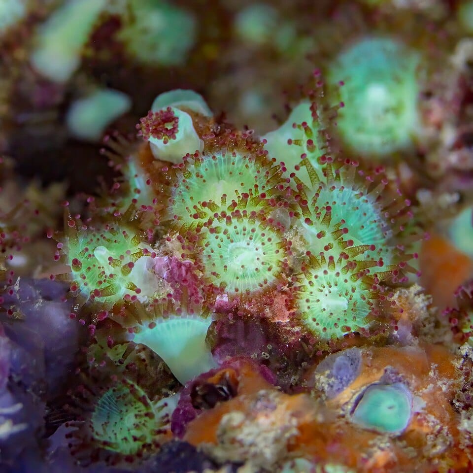 Anémona joya (Corynactis viridis)