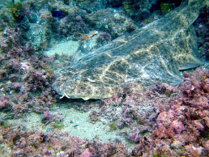 Angelote frente a Playa Chica, Lanzarote