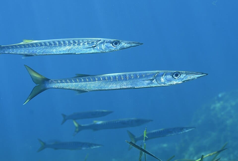 Espetón (barracuda mediterránea) (Sphyraena viridensis)