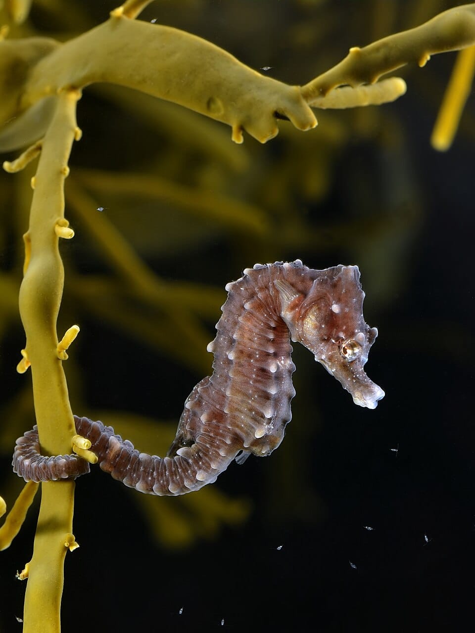 Caballito de mar común (Hippocampus hippocampus)