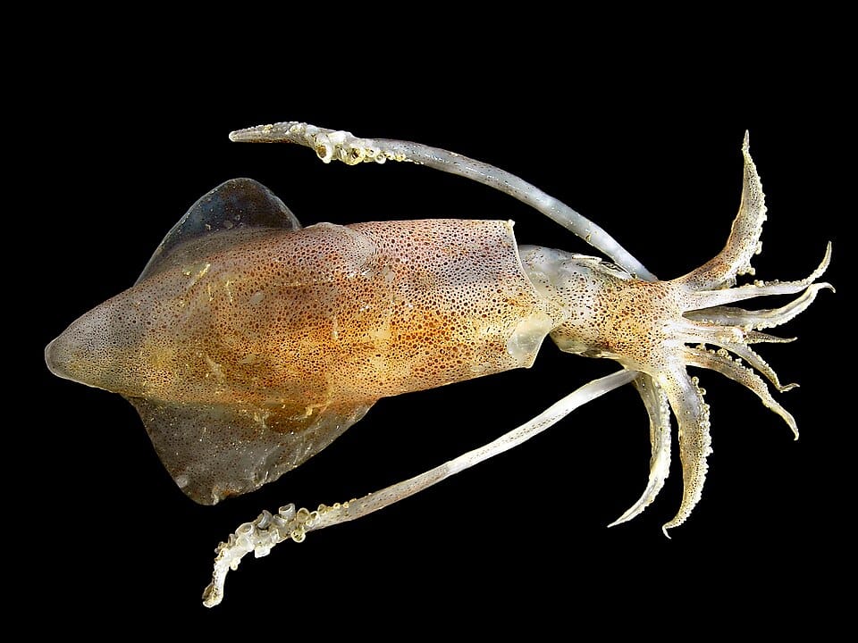 Calamar común (Loligo vulgaris)