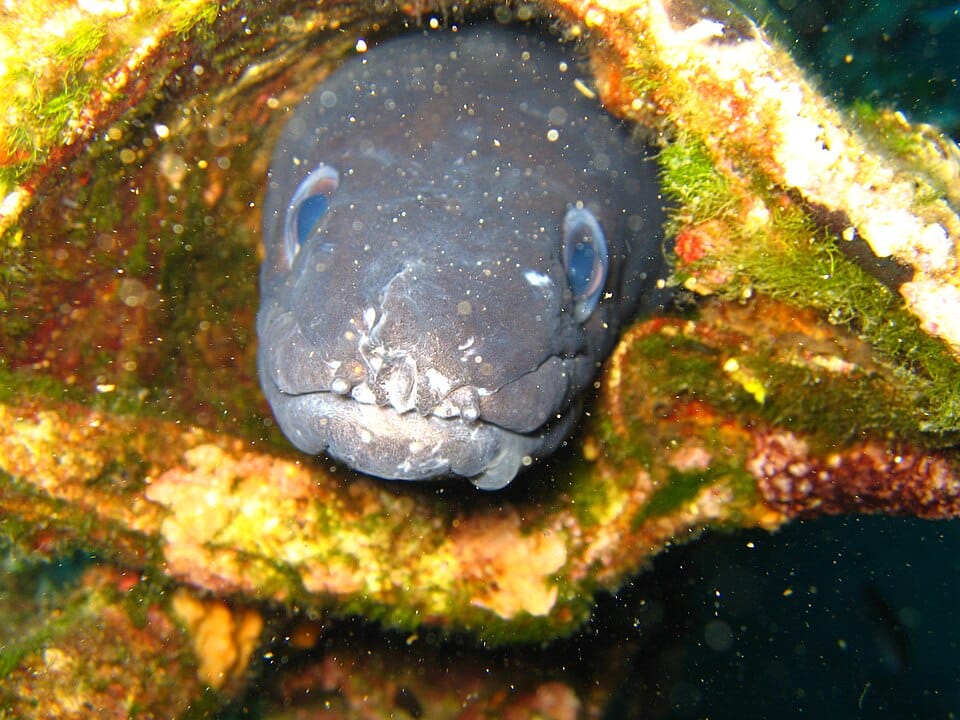 Congrio común (Conger conger)