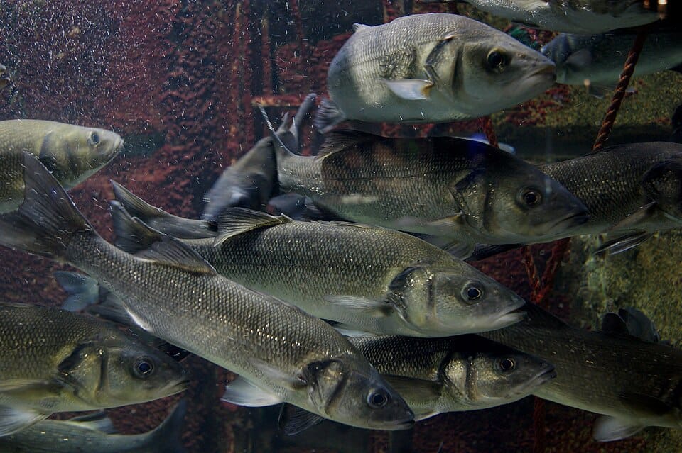 Lubina (róbalo) (Dicentrarchus labrax)