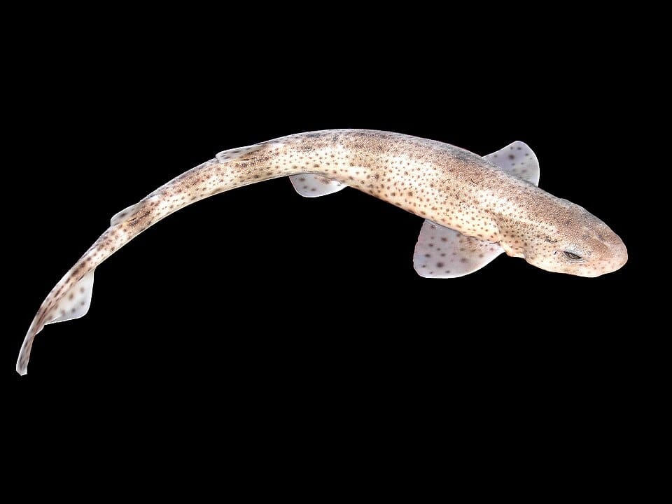 Pintarroja (Scyliorhinus canicula)