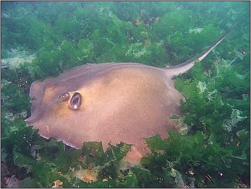 Raya látigo común (pastinaca) (Dasyatis pastinaca)