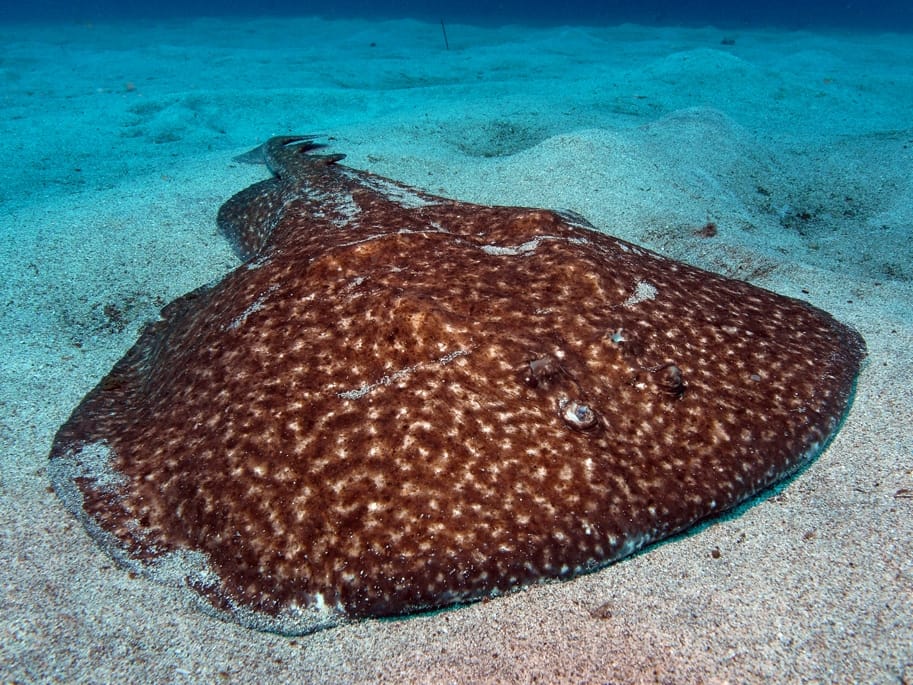 Tembladera (raya torpedo) (Torpedo marmorata)